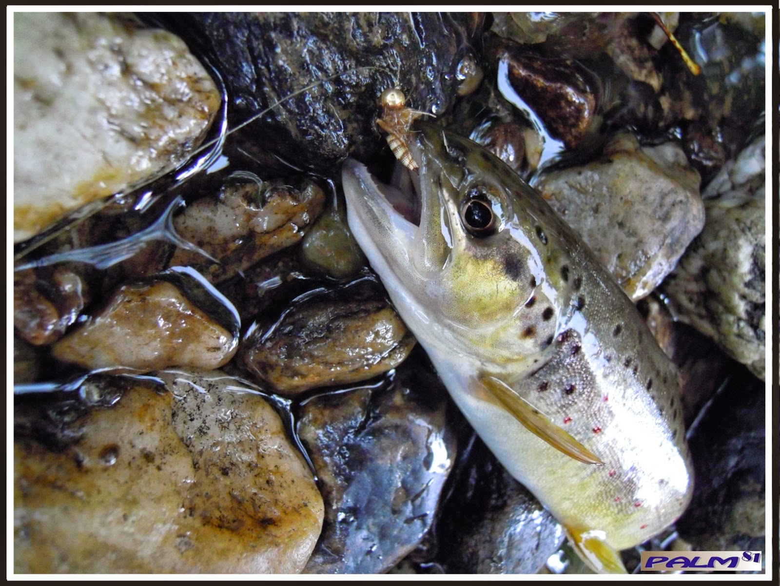 Le lac la pêche russe le goujon